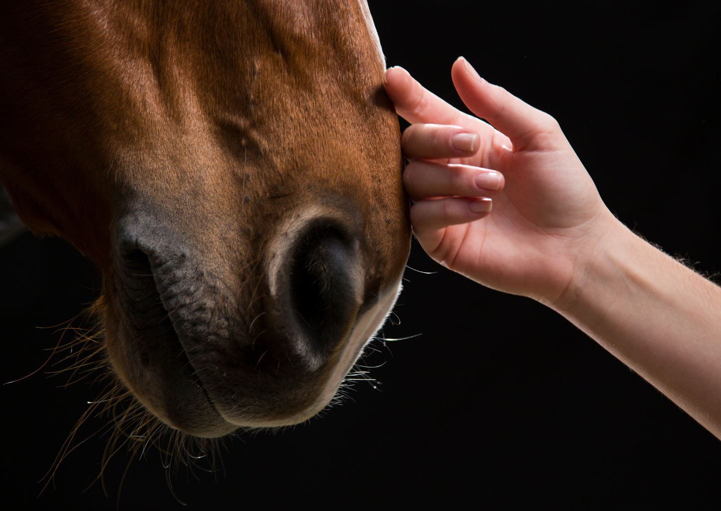Muscle disorders in horses: Recognition, diagnosis and treatment (LVS25)