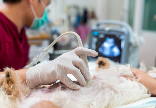 Ultrasound Unleashed: Veterinary Nurses improving patient care and outcomes with ultrasound
