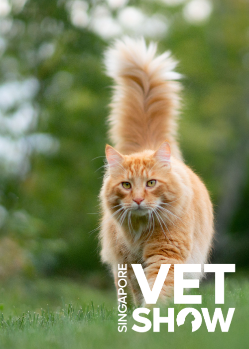 Monitoring of Feline Diabetes: Tips on Using and Interpreting Freestyle Libre Readings (SVS2024)