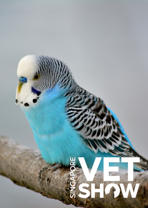 Why Enrofloxacin is NOT the Only Option: Antibiotic Choices for Exotic Pets (SVS2024)