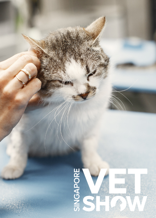 When the Cloud Lies Within: Intraocular Causes of an Opaque Eye (SVS25)