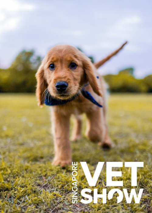 How Do I Get Better at Examining Dogs for Lameness? Key Points to Simplify Your Success (SVS2024)