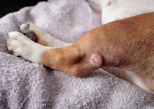 Collaborative low cost care of the pruritic dog