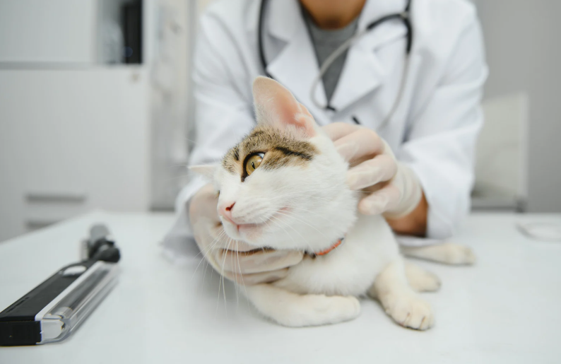 Feline oral inflammatory disease – is a medical approach ever enough?