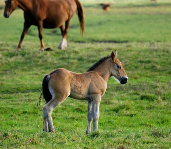 Managing challenging reproductive referrals: From subfertility to high-risk pregnancy (LVS25)