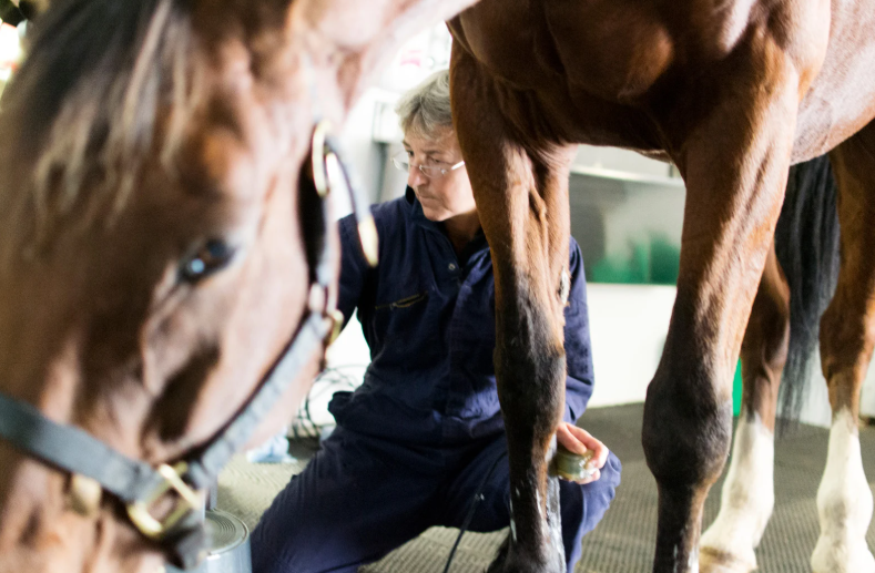 From colic to closure: Decision-making in equine exploratory laparotomy (LVS25)