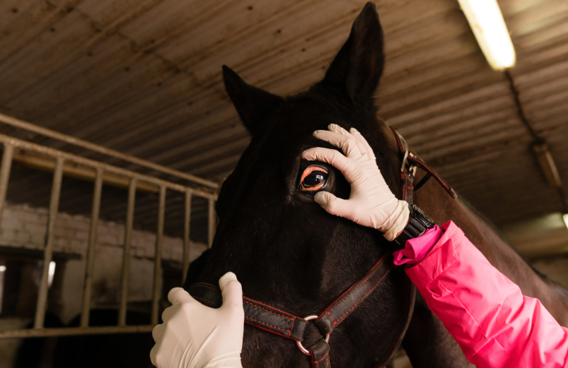 Equine corneal ulceration - medical and surgical management (LVS25)