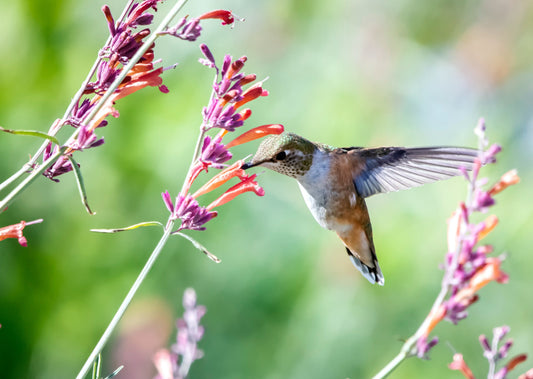 Airway Management using v-gels®