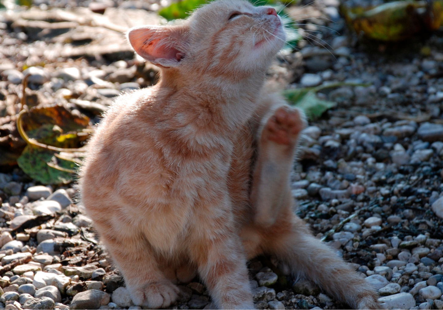 Itchy, scratchy cats: Where to start, when to use preds?