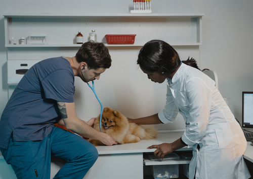 Veterinary Point-of-Care Pleural Space and Lung Ultrasound (PLUS) for Everyday Practice!