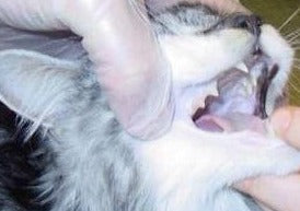 Update Feline Vector Borne Diseases