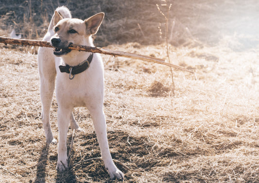 Sticks and Stones - Optimal Management of Penetrating Wounds