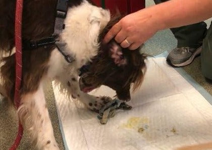 Chronic Vomiting - as Much Information as You Can Stomach