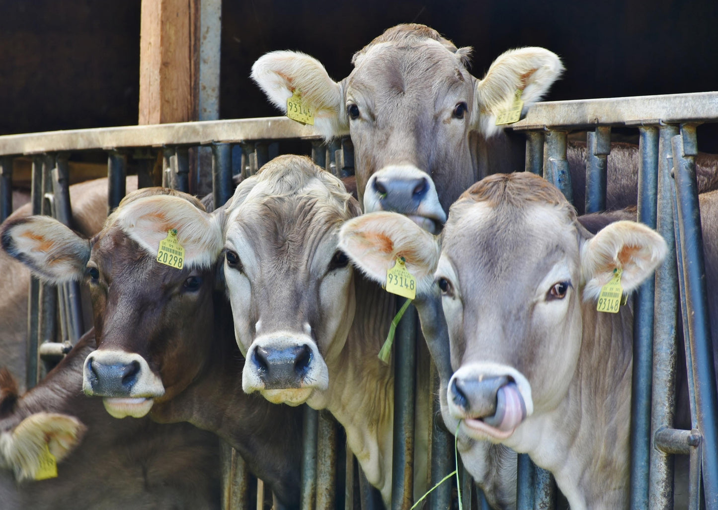 Block Calving Systems - It's a Whole Other Language