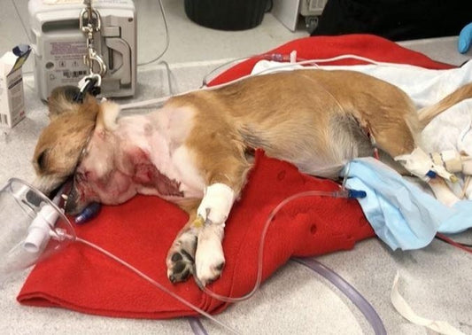 On the Mind: Survival Guide to Traumatic Brain Injury