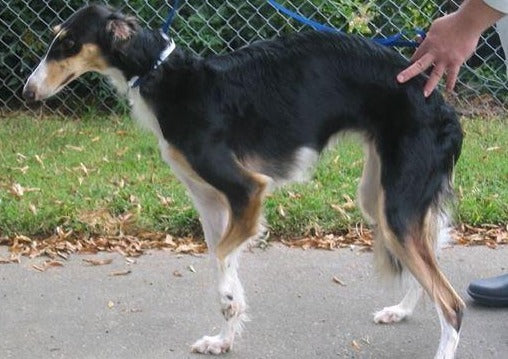 Gérer les déformations des membres