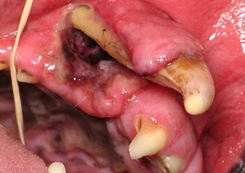 Tips & Tricks for Oral & Dental Emergencies in General Practice