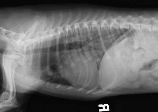 Respirez profondément: Dyspnea Toolkit
