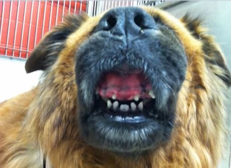 Tous les mélanomes ne sont pas identiques - Comprendre l'importance de l'emplacement, de la malignité et des espèces