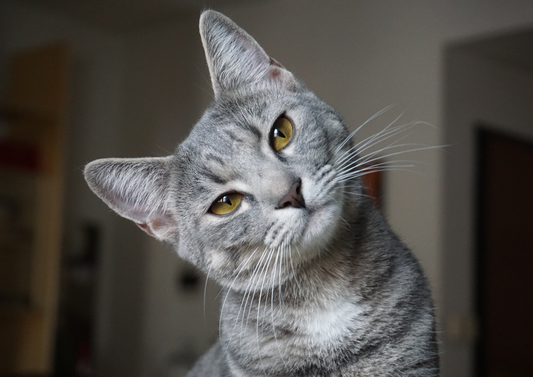 Feline pawsative about feline inappetence?