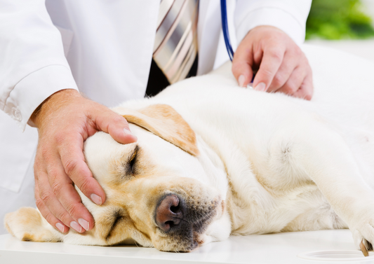 Oncology nursing - palliative care, body & soul