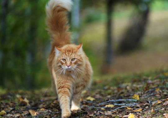 Conjonctivite chez le chat - Choisir le bon traitement