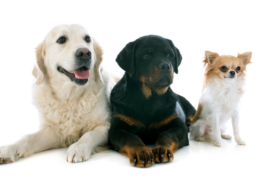 A tale of three dogs: A logical approach to the bleeding patient