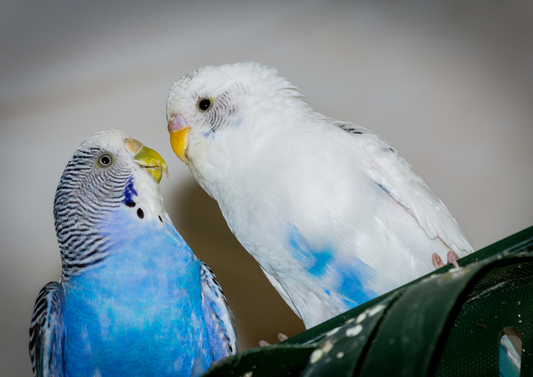 Why not? Pitfalls to avoid in managing birds and reptiles