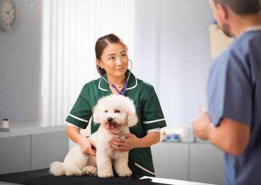 Faecal transplantation: making the microbiome your friend in the dog and cat with diarrhoea