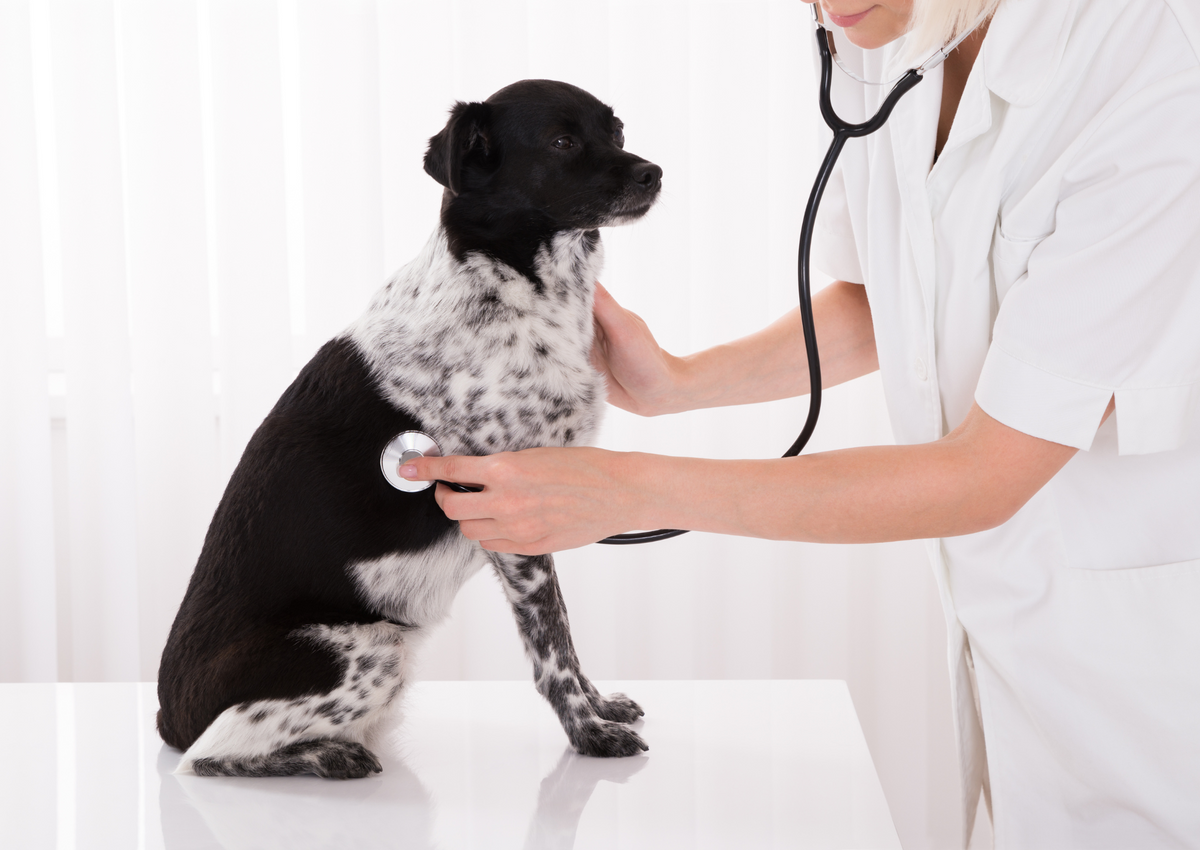 Proteinuria when does it matter? Vet Show Academy