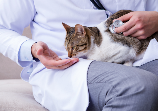 Saving lives - causes and consequences of acute kidney injury in dogs and cats