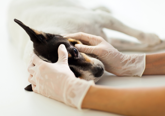 Why not? Common mistakes in ophthalmology and how to avoid them
