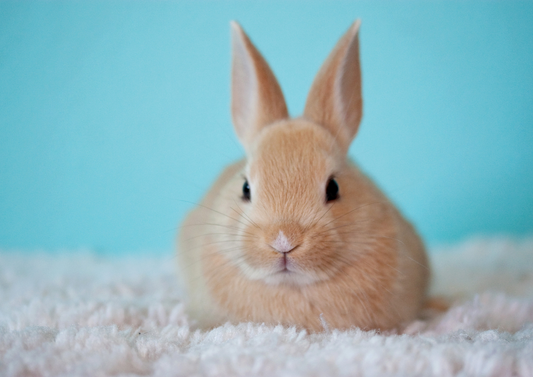 Dentistry: "To Extract or Not Extract? That is the Question" & "Dental extractions in rabbits: 5 top tips for success"