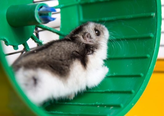 How to run a successful veterinary practice without all the drama