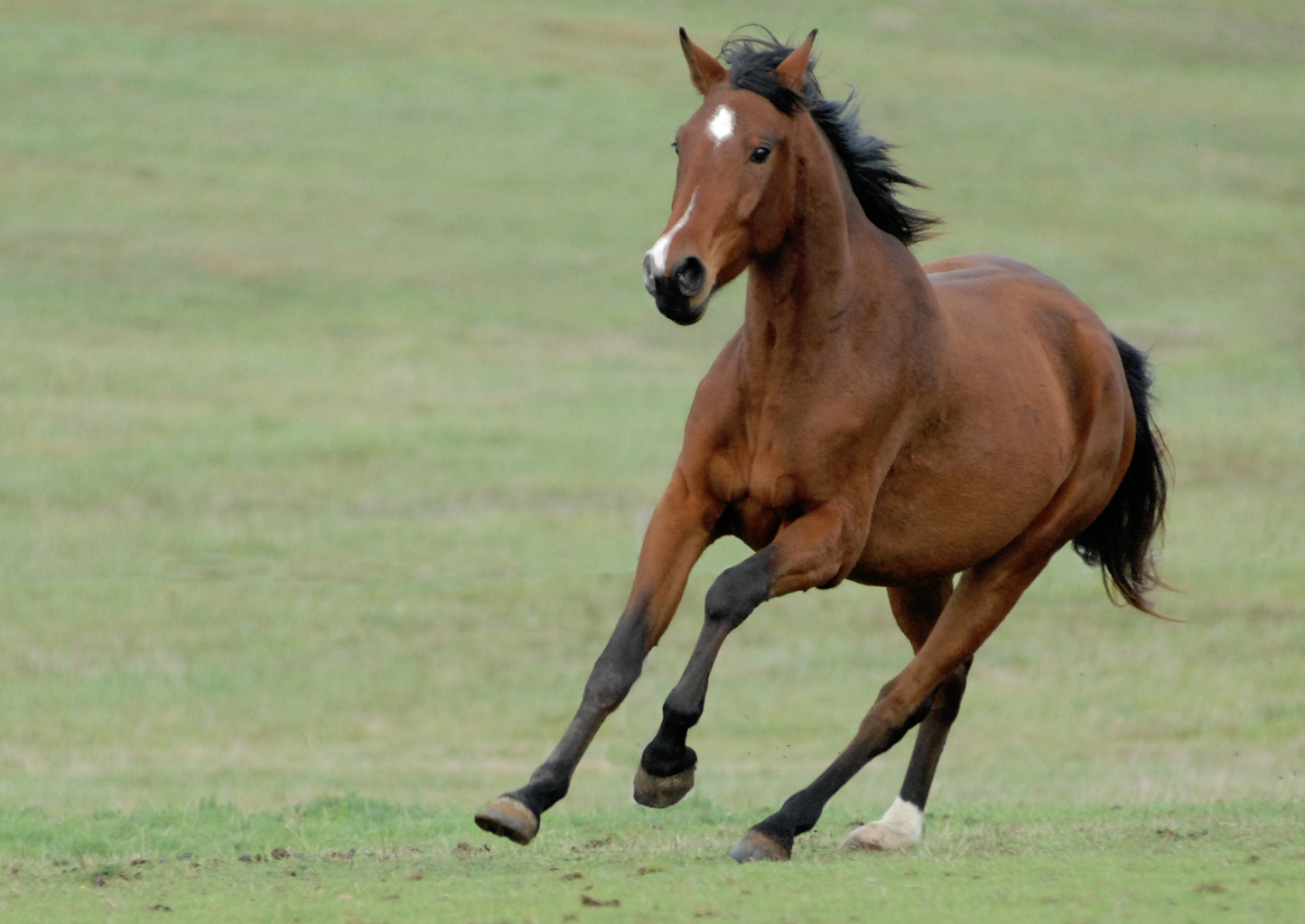 Beyond exertional rhabdomyolysis - myopathic causes of poor performance in horses