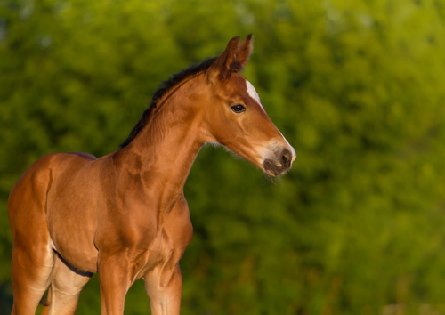 Foal diseases: From neonate to weanling