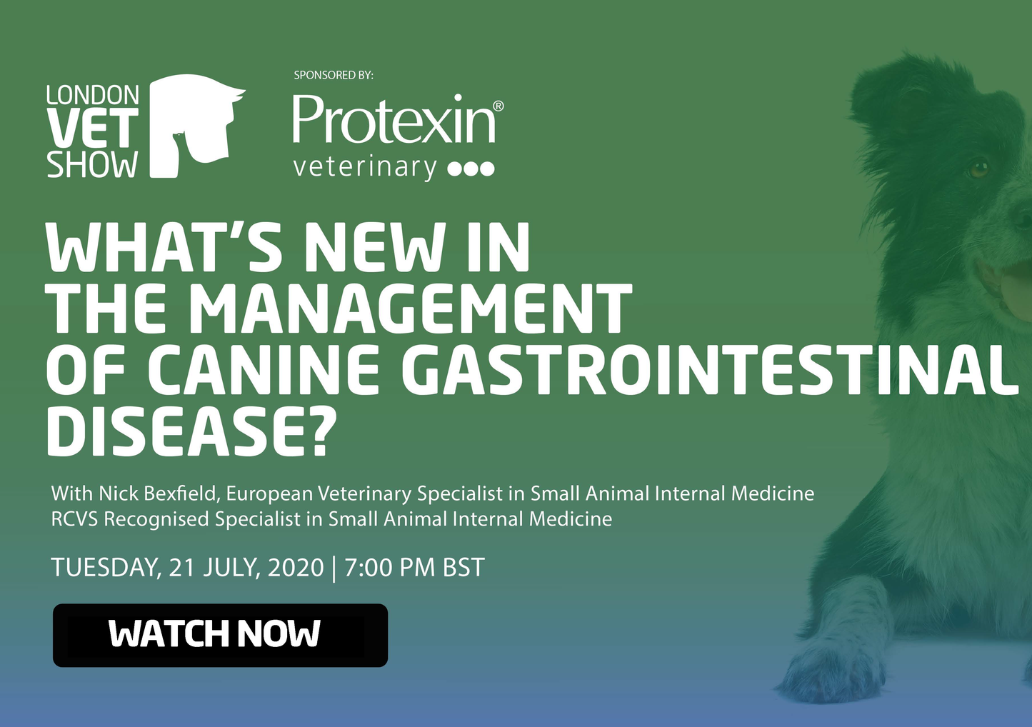 What's New in the Management of Canine Gastrointestinal Disease?