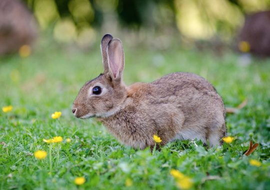Mon Lapin Eternue | Est-Ce Vraiment du Coryza?