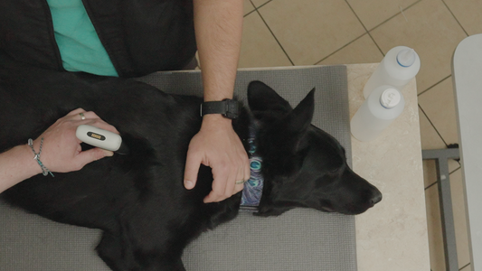 Veterinary POCUS: Understanding and diagnosing lung consolidation, it's easier than you think!