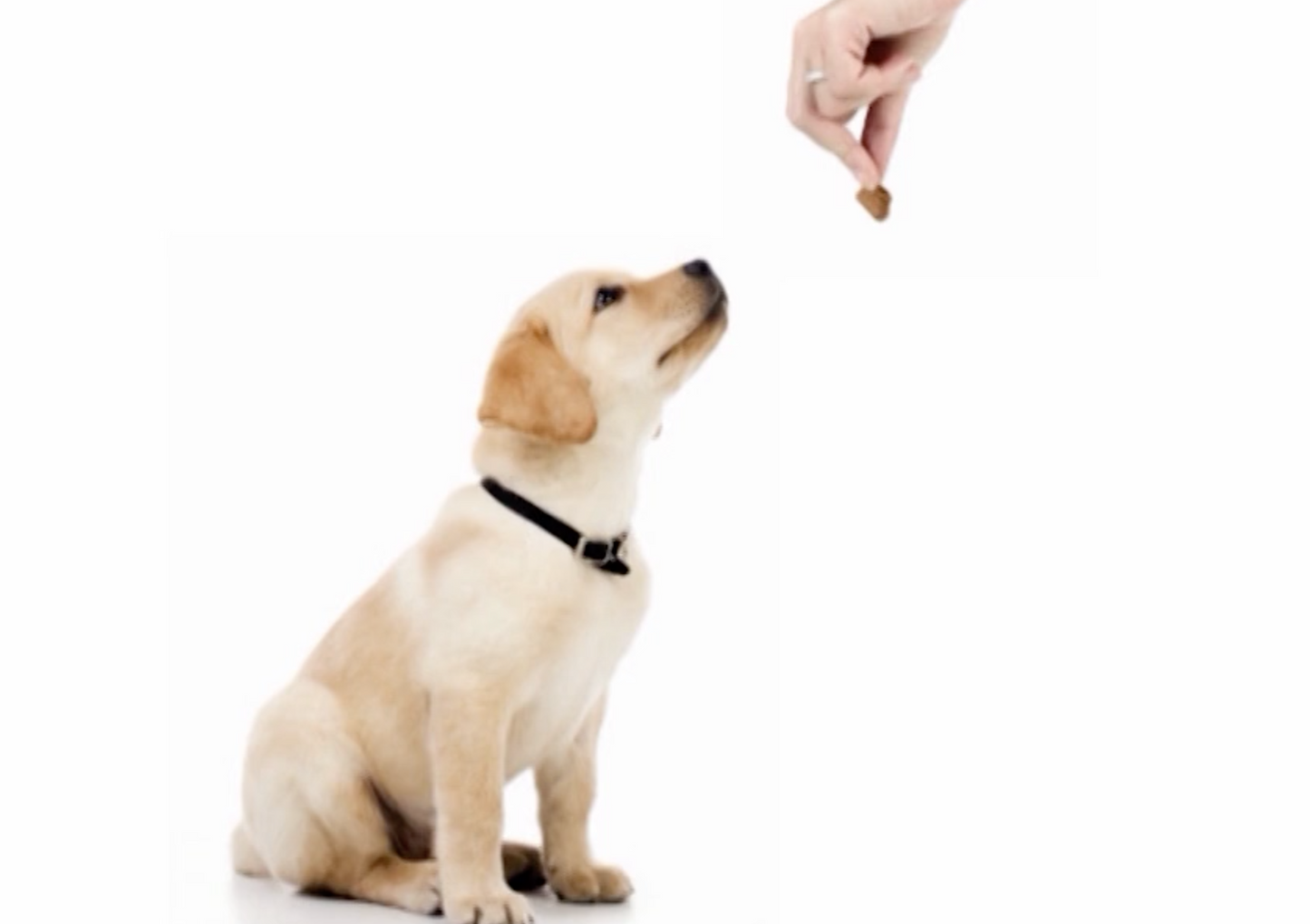 Why Everyone Should Be Uptight About the Bite!