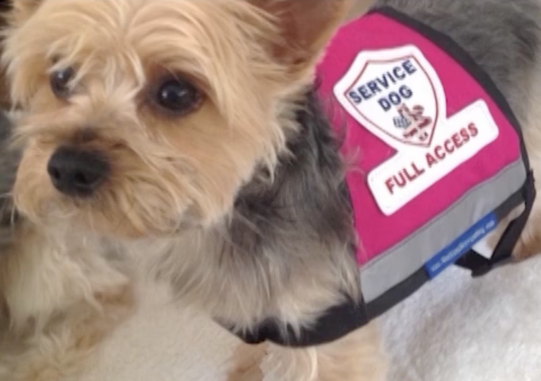 You Can't Ask That - Service Dog Laws and Having Conversations About Them
