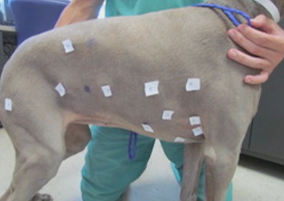 Mast Cell Tumors, Melanoma, & Beyond: Clinical Approach to Cutaneous Masses