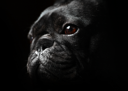 Creating a better world for animals - 5 years of BVA's Animal Welfare Strategy