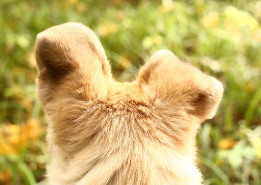 Post Covid behaviour problems - it's not all about Pandemic Pups: sound sensitivity