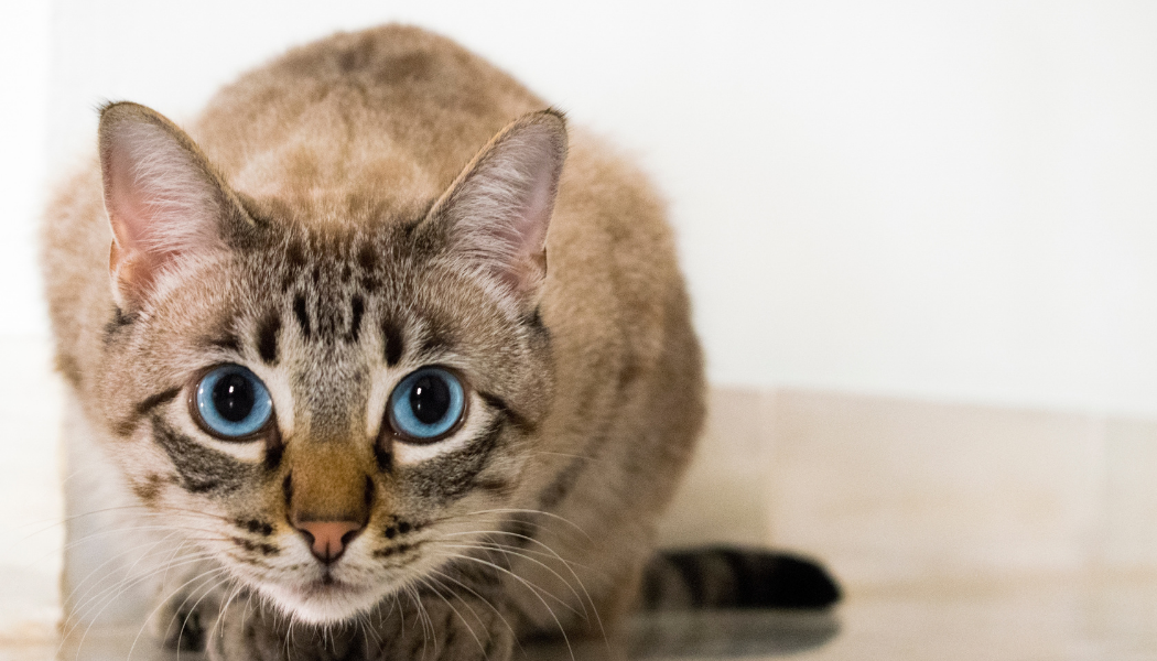 A whisker of truth: Facts & fiction about anaesthetising cats