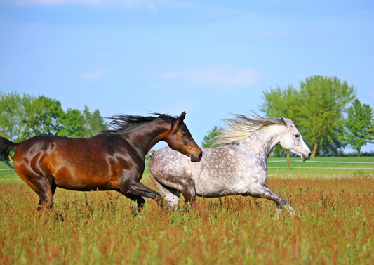 "Stuck in a ditch" - dealing with equine emergencies
