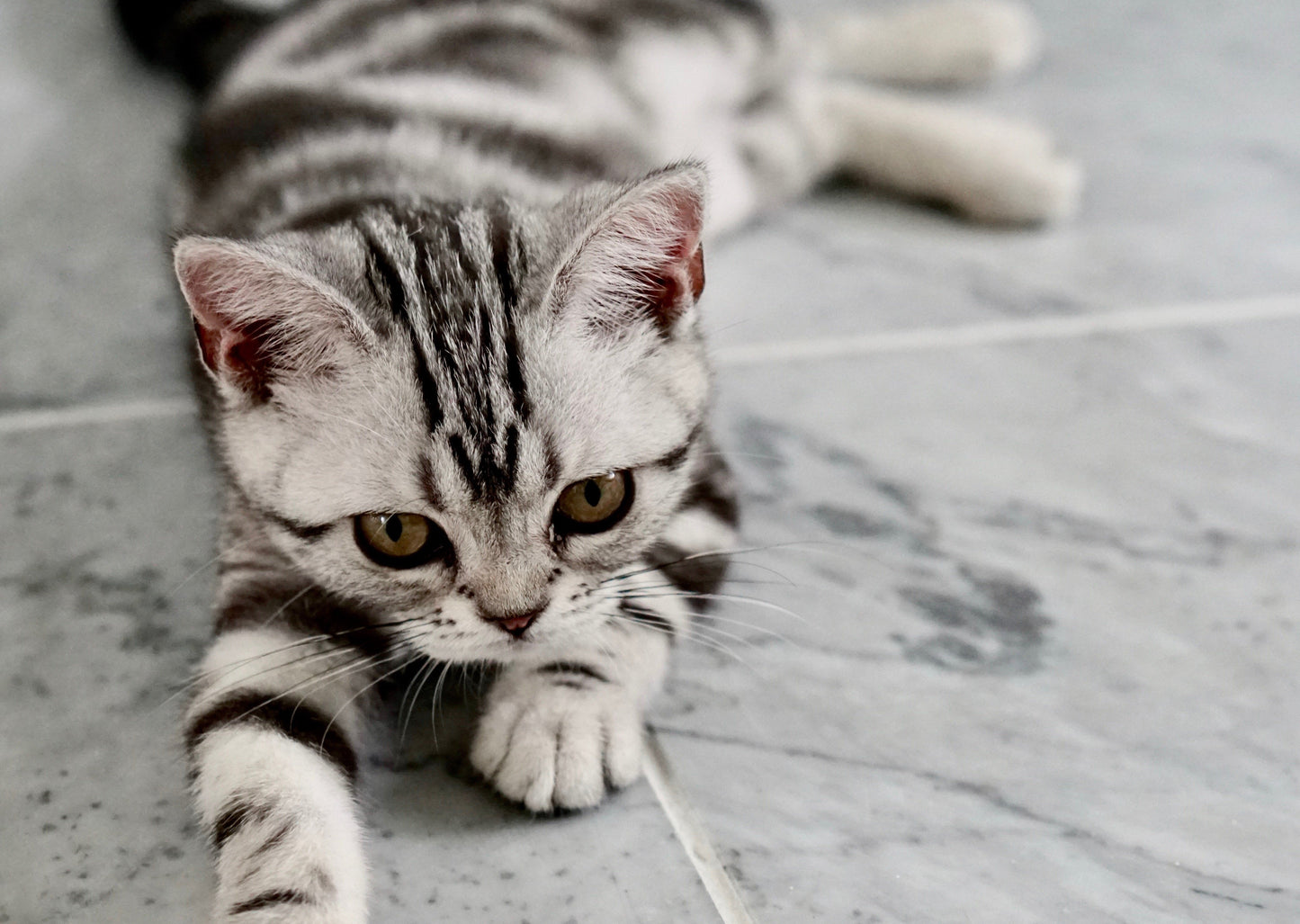 Choisir votre D.R.E.A.M. Floor - Réponses à vos questions ici!