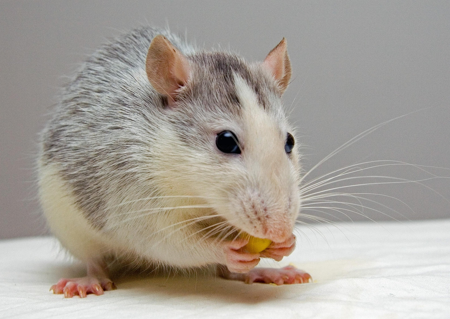 Infectious Diseases of Companion Mammals