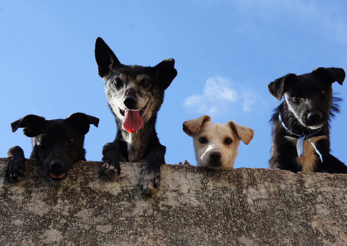 L’élevage de chiots à grande échelle peut-il être justifié?