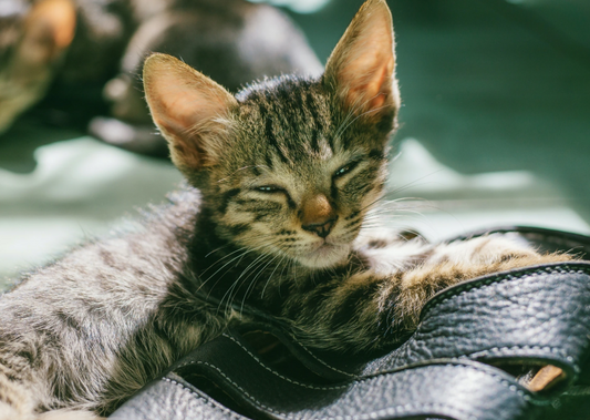 Interpreting the Numbers: What Do Changes in Calcium, Sodium or Potassium Really Mean?